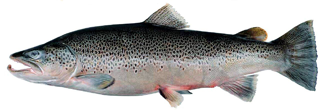 Salmo trutta_018.jpg